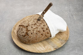 Münsterlander Münsterlander